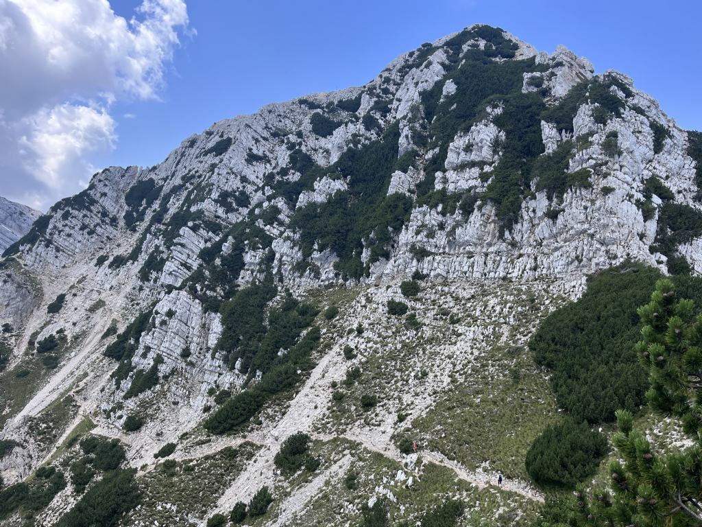 Raponzolo....